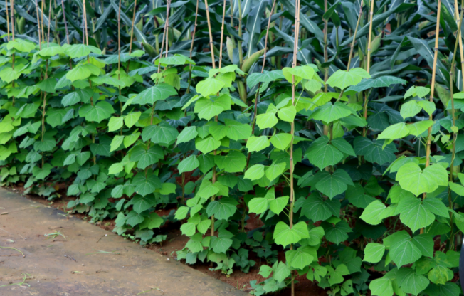 怎樣檢測(cè)泥土是不是有重金屬（土壤重金屬含量多少為超標(biāo)？）